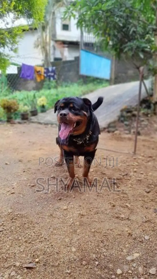 Rottweiler Male Dog (Stud ) Crossing