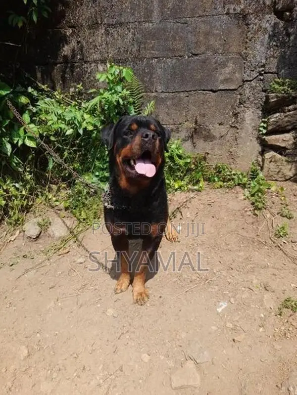 Rottweiler Male Dog (Stud ) Crossing