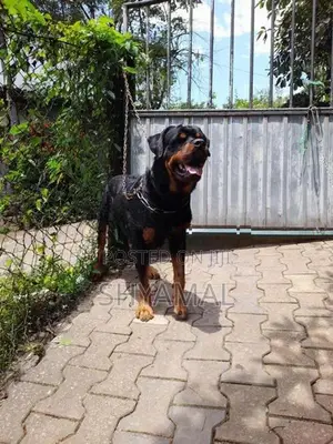 Rottweiler Male Dog (Stud ) Crossing