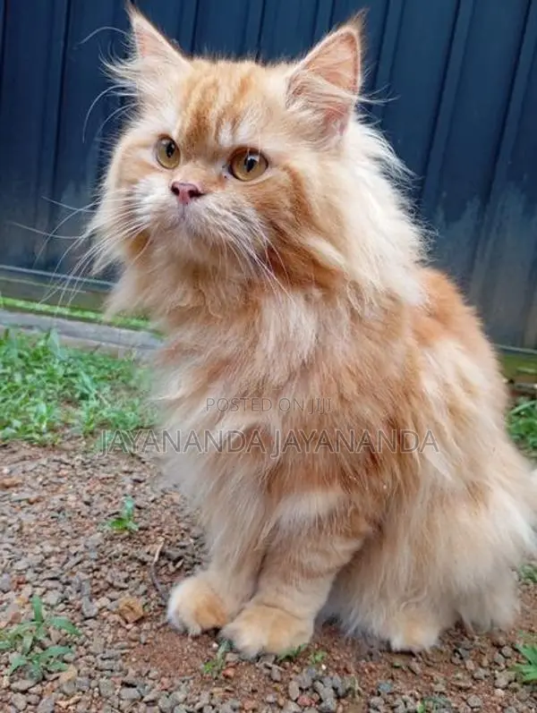 Persian Cat For Crossing