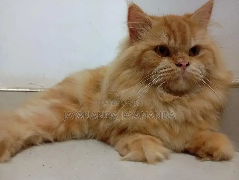 Persian Cat For Crossing
