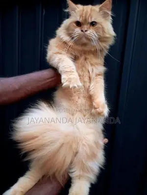Persian Cat For Crossing