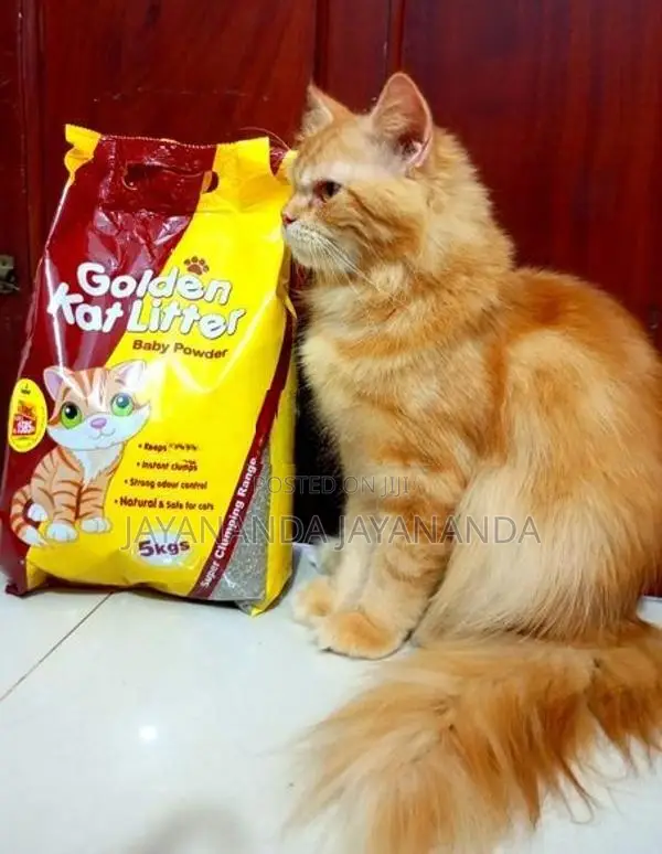 Persian Cat For Crossing
