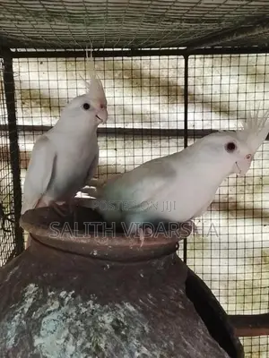 Cockatiel Birds
