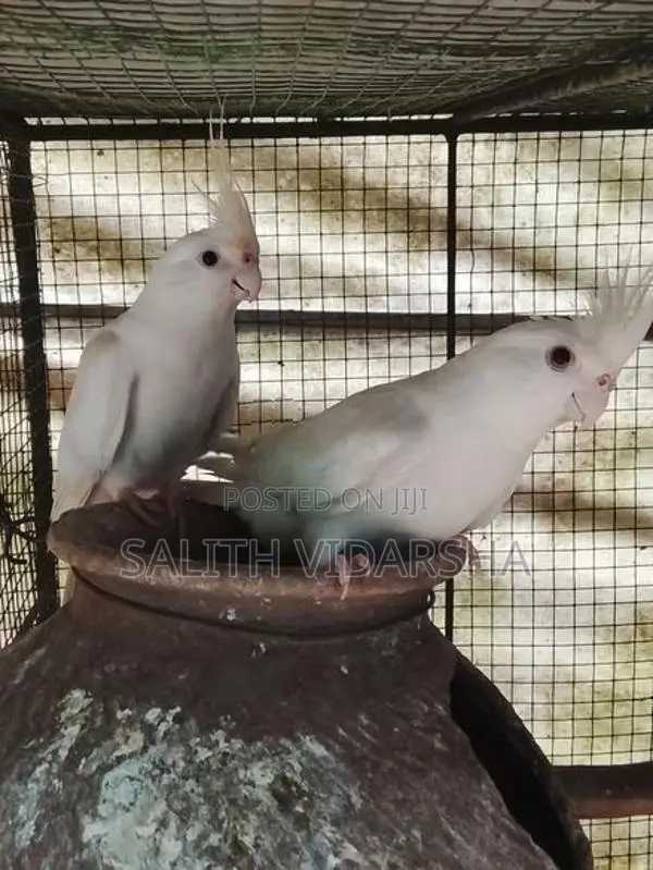 Cockatiel Birds