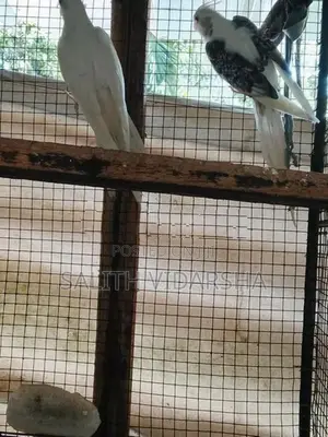 Cockatiel Birds