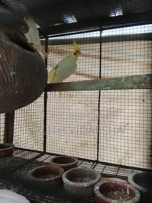 Cockatiel Birds
