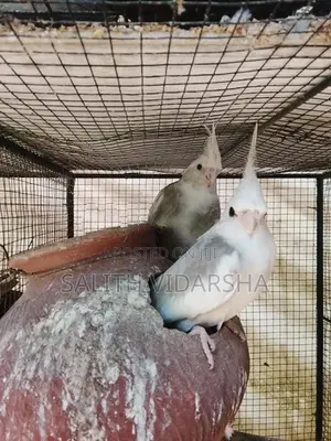 Cockatiel Birds