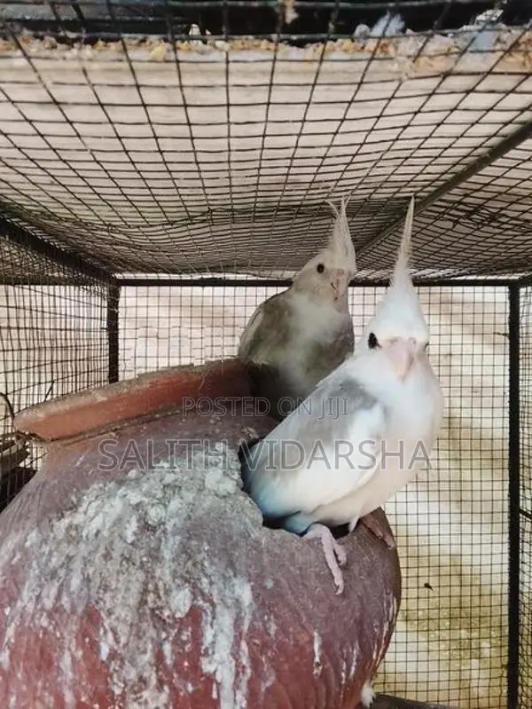 Cockatiel Birds