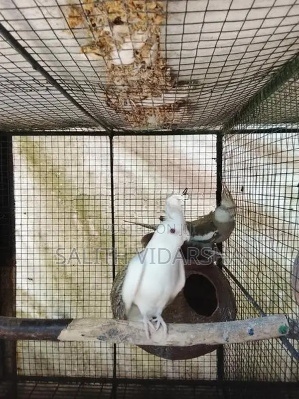 Cockatiel Birds