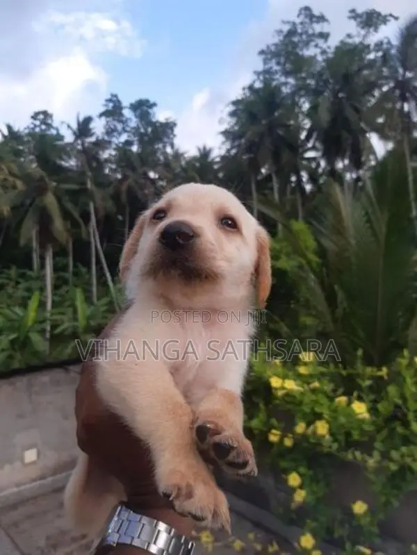 Labrador Puppies