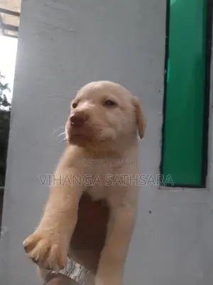 Labrador Puppies