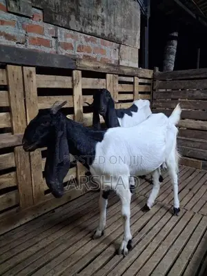 Goats (Eluwan)
