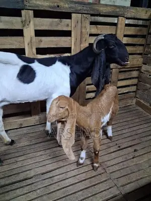 Goats (Eluwan)