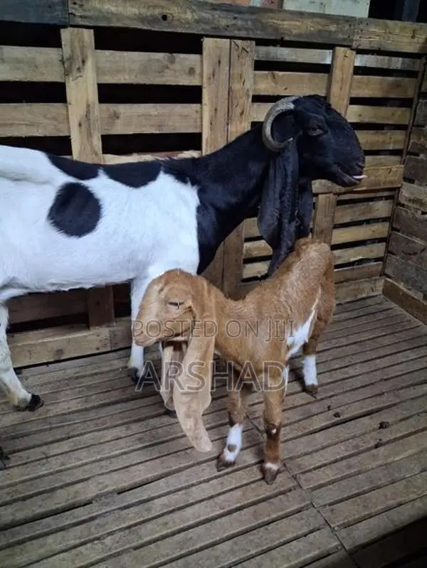 Goats (Eluwan)