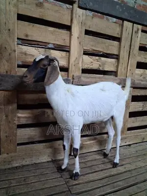 Goats (Eluwan)