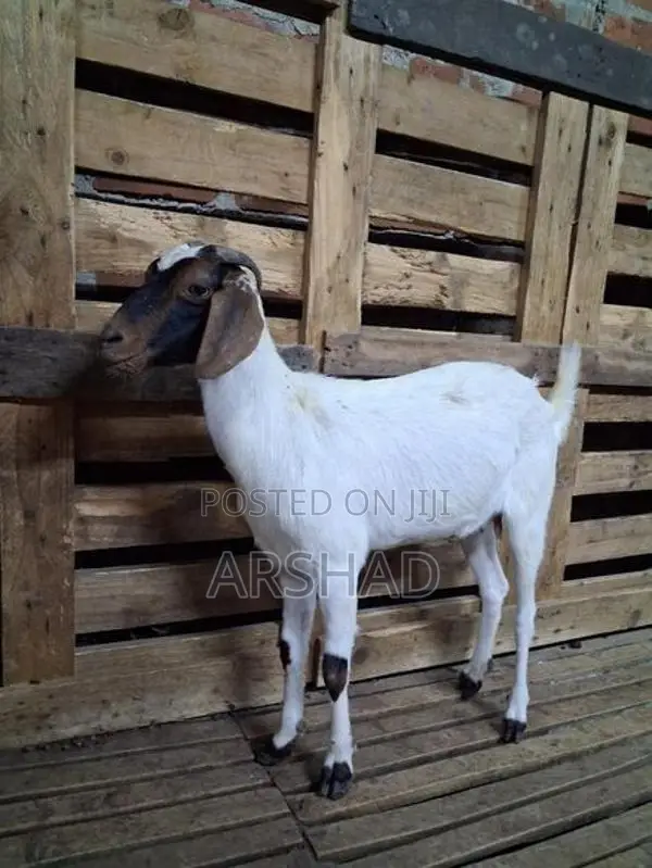 Goats (Eluwan)