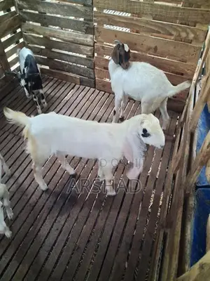 Goats (Eluwan)