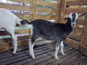 Goats (Eluwan)