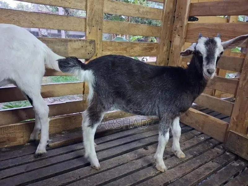 Goats (Eluwan)