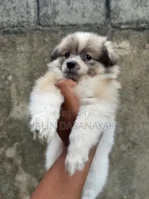 Lion Pomeranian