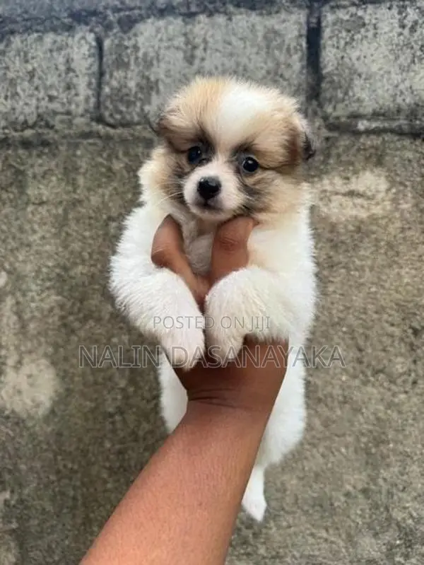 Lion Pomeranian