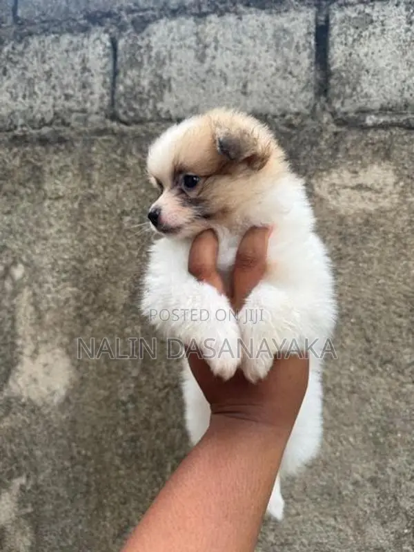 Lion Pomeranian