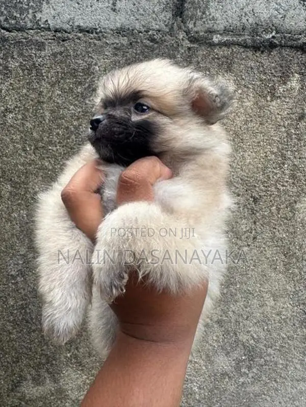 Lion Pomeranian