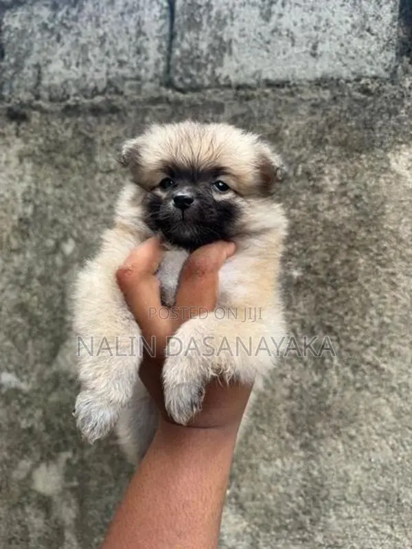 Lion Pomeranian