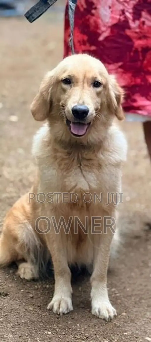 Golden Retriever