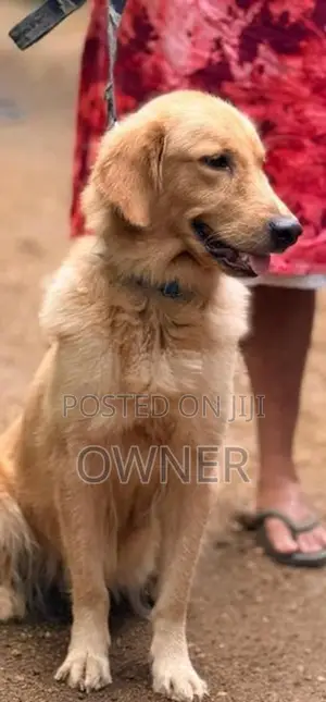 Golden Retriever