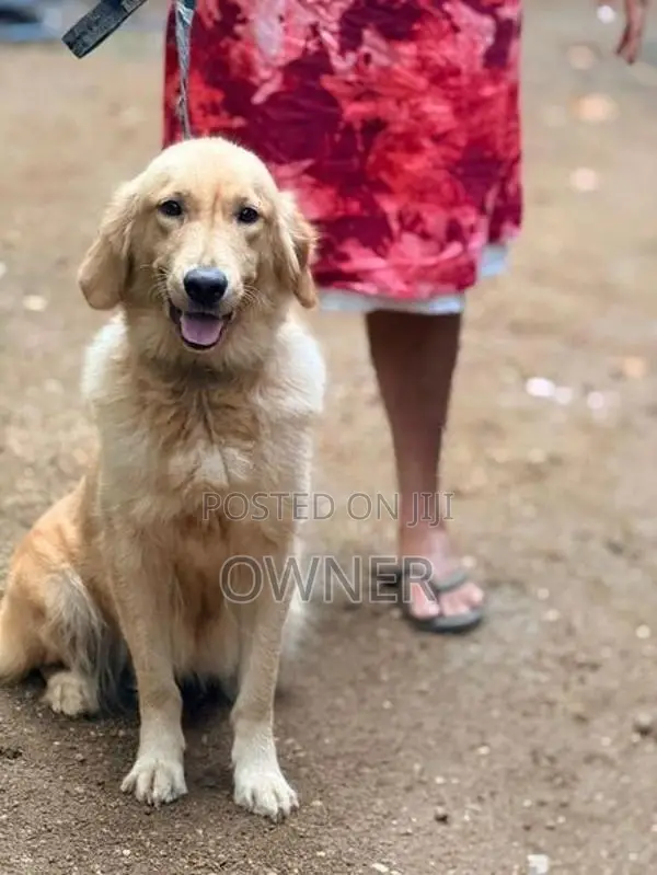 Golden Retriever