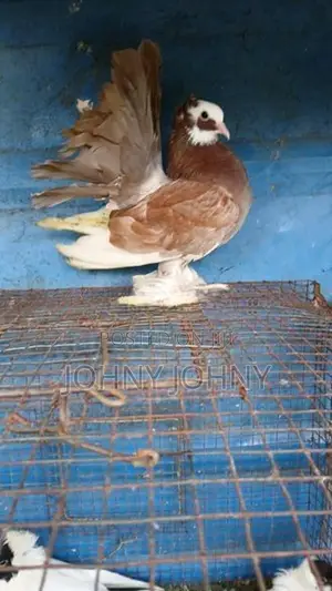 Fantail