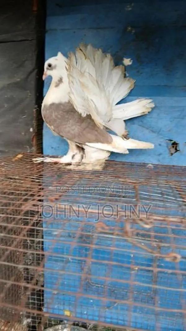 Fantail