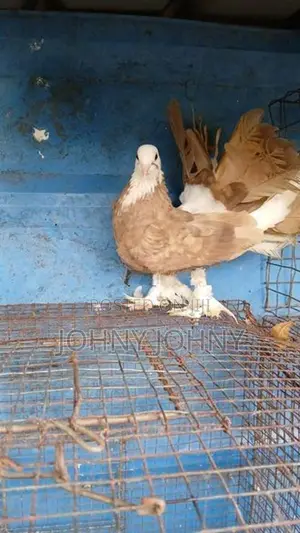 Fantail