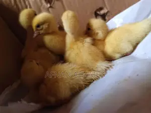 Baby Duck