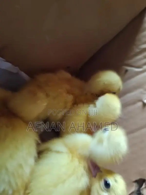 Baby Duck