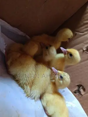 Baby Duck