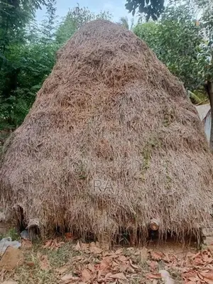 Vaikol