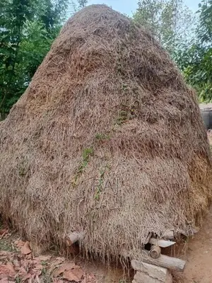 Vaikol