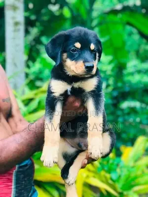 Rottweiler Puppy