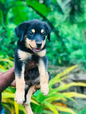 Rottweiler Puppy