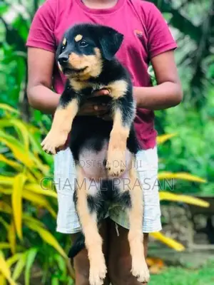 Rottweiler Puppy
