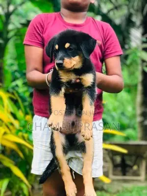 Rottweiler Puppy