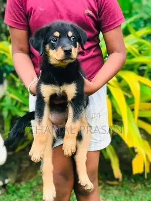 Rottweiler Puppy