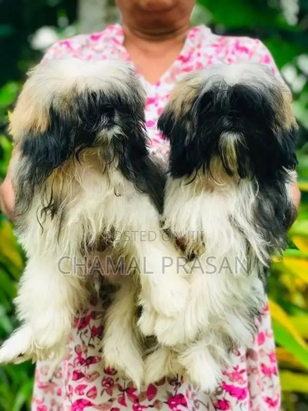 Shih Tzu Puppies