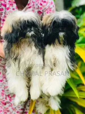 Shih Tzu Puppies