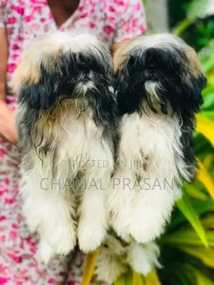 Shih Tzu Puppies