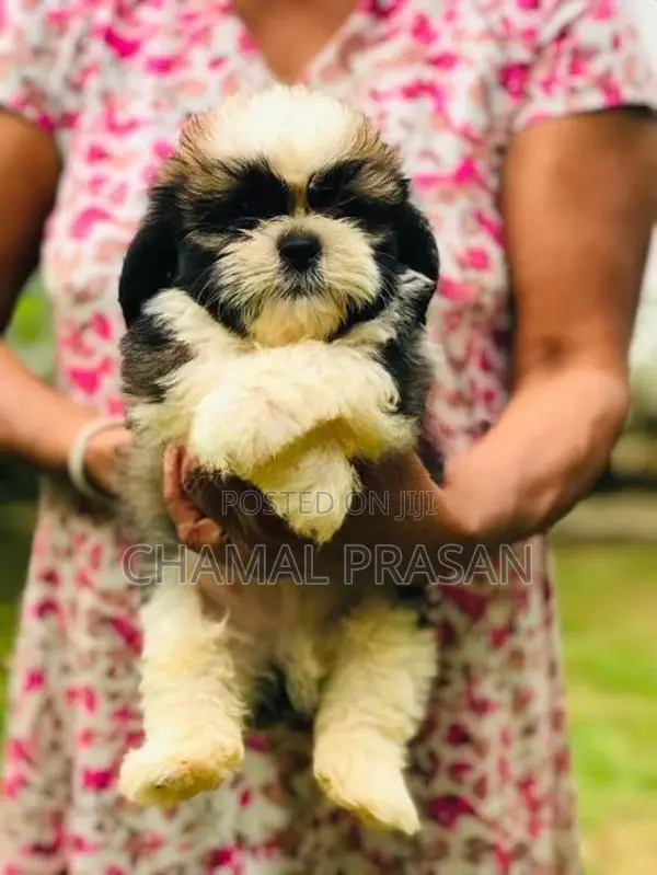 Shih Tzu Puppies