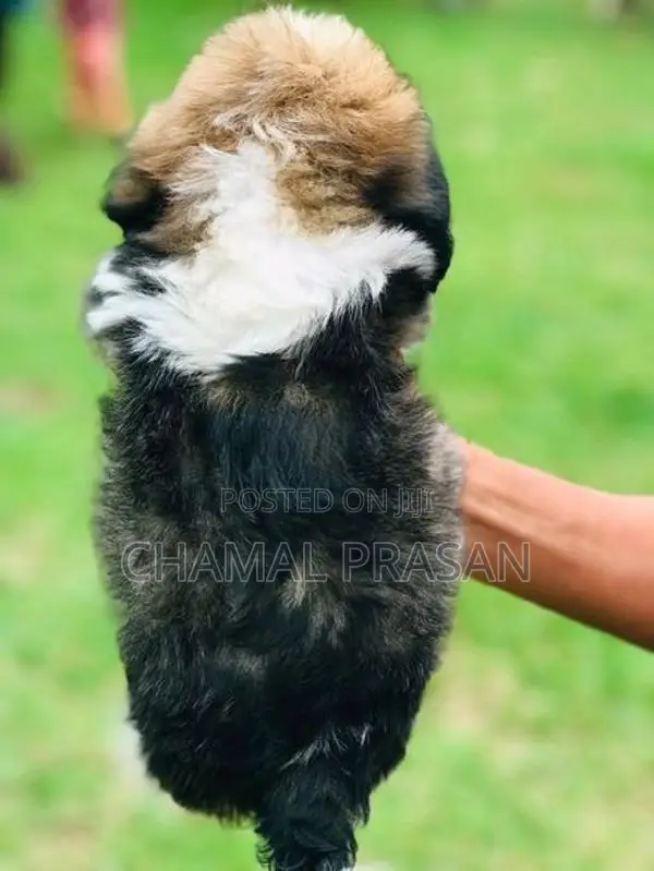 Shih Tzu Puppies